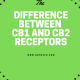 The Difference Between CB1 and CB2 Receptors