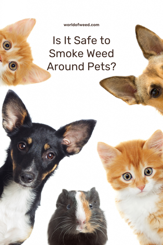 Is it safe to smoke weed around pets? Tacoma dispensary World of Weed 