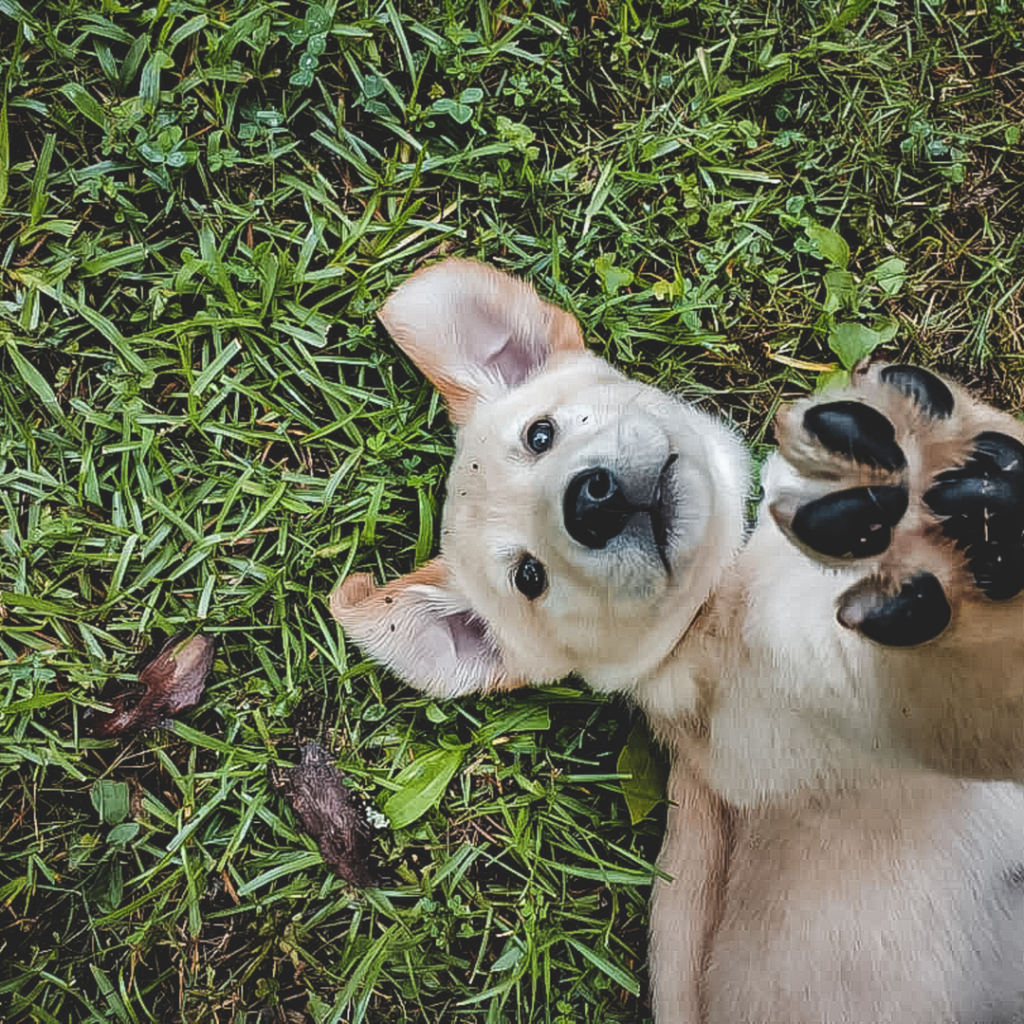 is it safe to smoke weed around pets? blog post from Tacoma recreational dispensary World of Weed