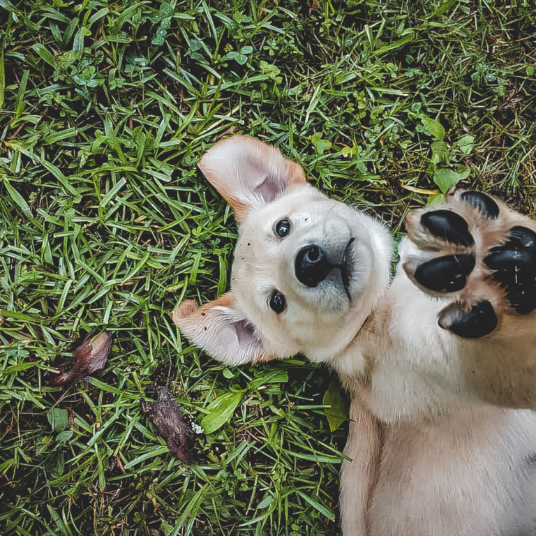is-it-safe-to-smoke-weed-around-pets-world-of-weed